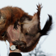Help (Image: AP)